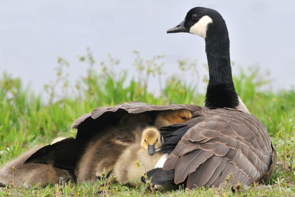 Goose, Bird, Animal