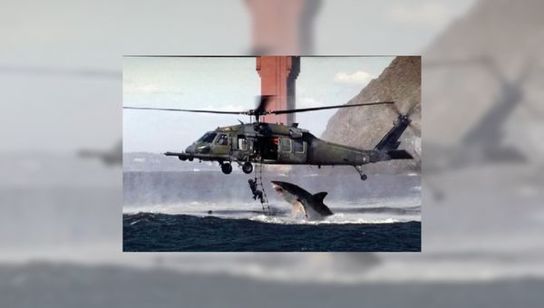 shark attack navy diver