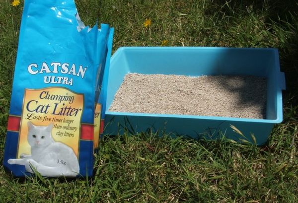 litter box