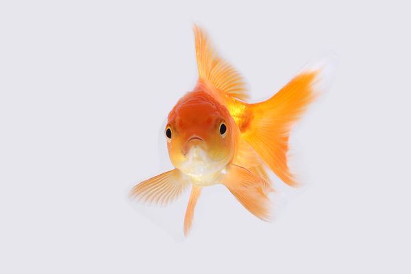 goldfish