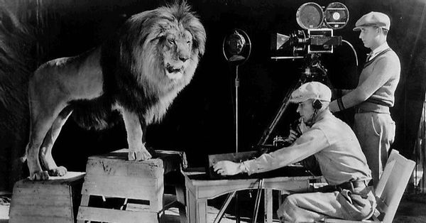 Lion, Animal, Mammal