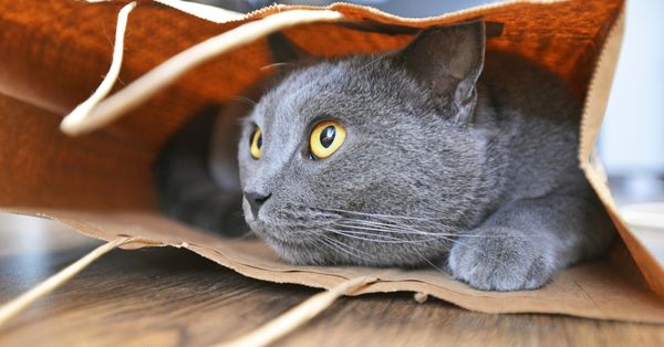 cat bag