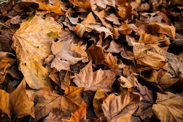 On the afternoon of 3 November 2004, in the town of Methuen, MA, 10-year-old Natalie Gravel and 8-year-old Merrideth Reed were playing in a pile of leaves left in