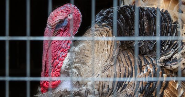 turkey presidential pardon