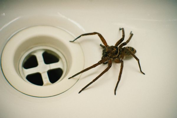 spiders spider