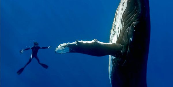 whale thanks picture