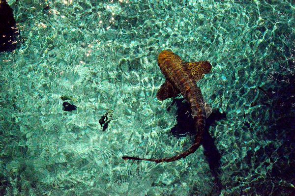 Zebra Shark in Aquarium Tank - stock photo