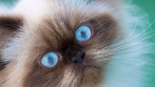 painted cats