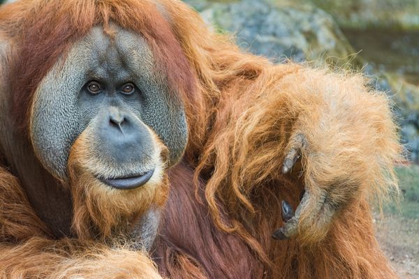 orangutan
