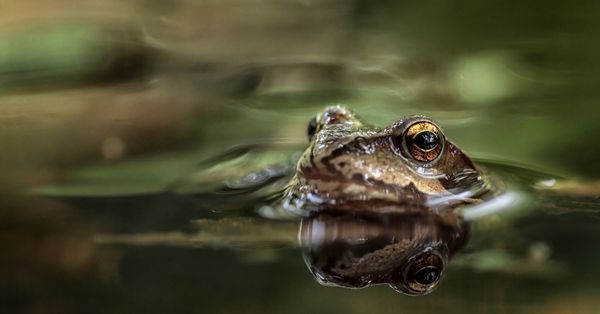 frozen frog alaskan wood frogs