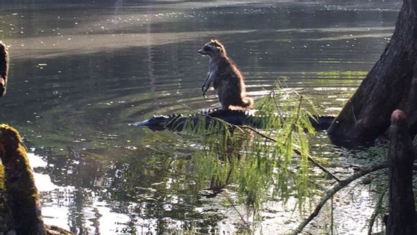racoon riding alligator