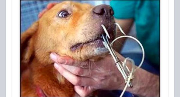 shark bait dogs