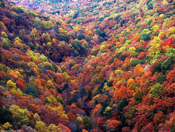 A photograph of some gorgeous fall foliage has been reposted on numerous web sites and social media accounts since it was first published on Flickr in 2006.