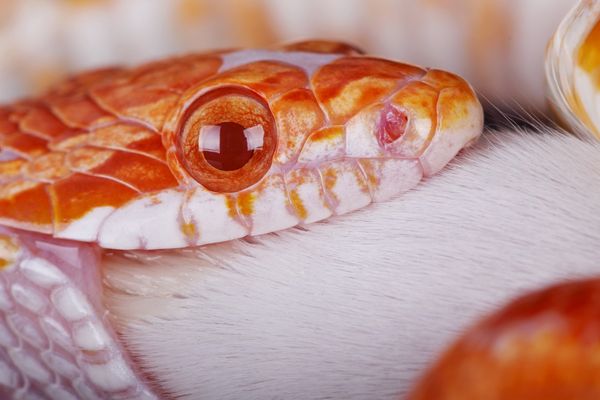 snake