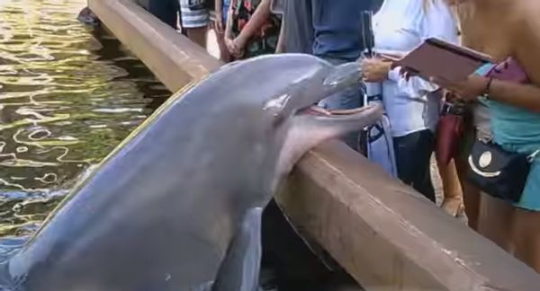 Dolphin steals iPad