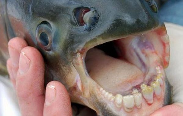 Pacu Fish