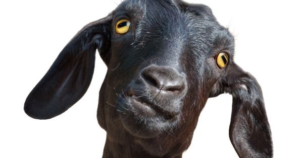 Black goat looking silly against a plain white background.