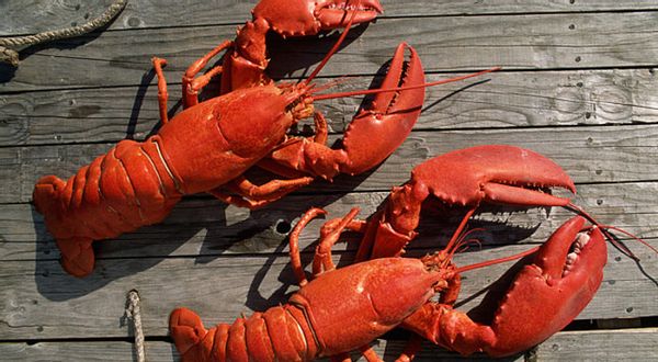 lobsters