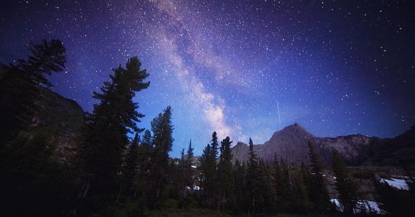 Are There More Trees on Earth Than Stars in the Milky Way?