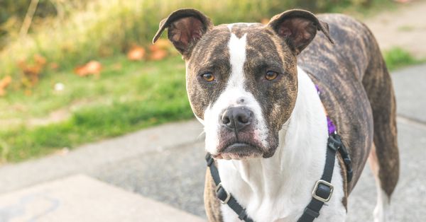 pit bull
