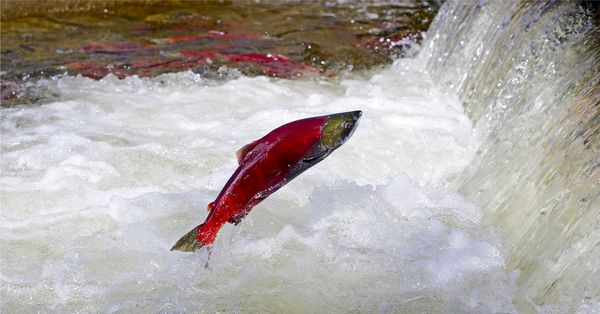 Salmon jumping upstream