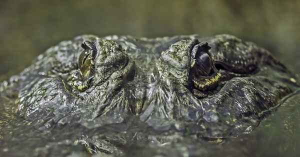 American Alligator