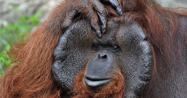 Male orangutan