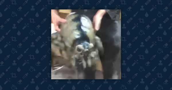 Still showing a purported "sea roach," which is actually an animatronic character from 'Pacific Rim."