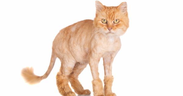 Shaved, angry-looking orange cat