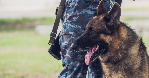 German shepherd sitting next to a military member.