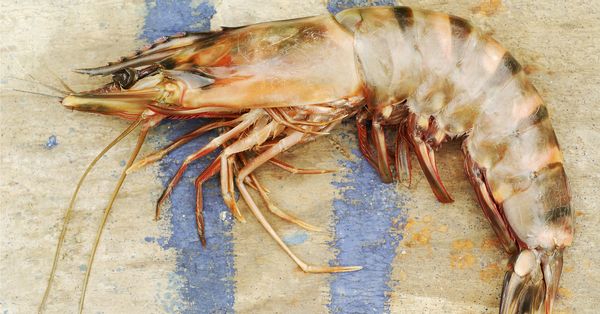 King shrimp laying on a flat surface