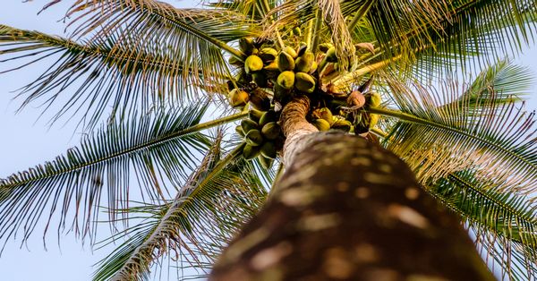 Worms-eye-view of coconuts on palm tree