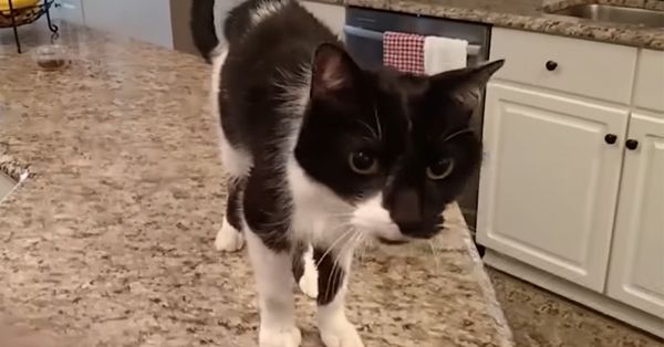 Black and white cat standing on a kitchen counter