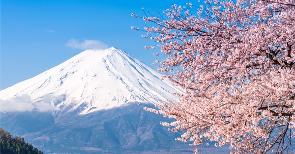 Mt. Fuji with cherry blossoms in the foreground