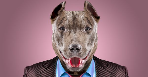 Dog in a business suit