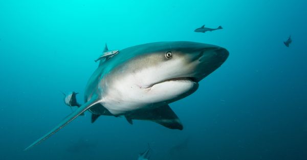 Bull shark