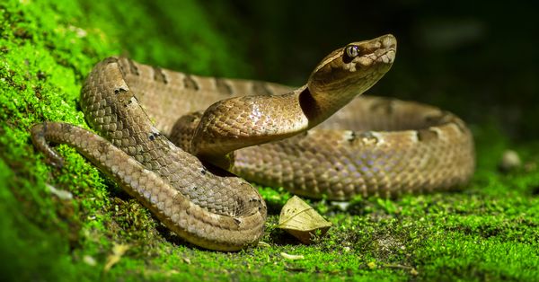 Malayan Pit Viper