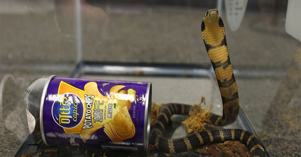 King cobra next to the potato chip can it was smuggled in