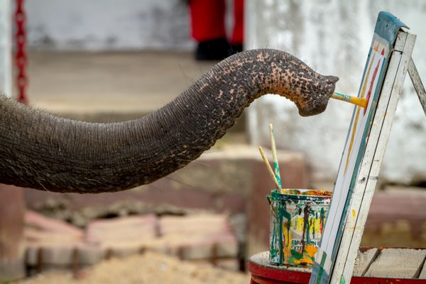 elephant painting