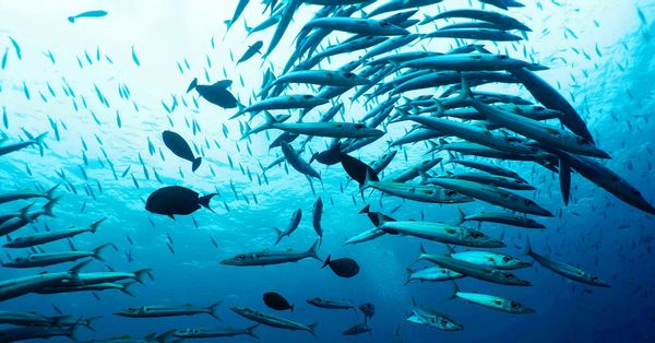 Fish in the ocean, seen from below