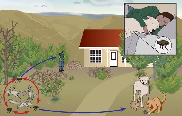 plague fleas