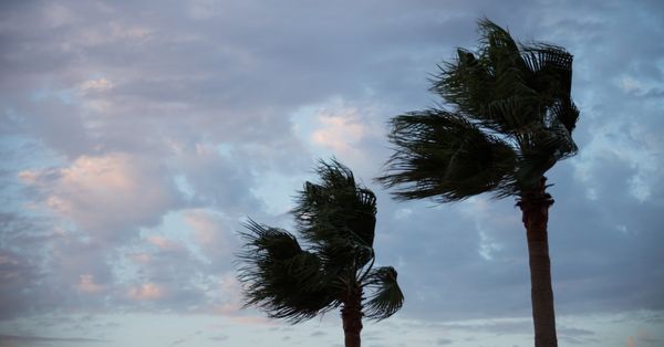 Two palm trees blowing in the wind