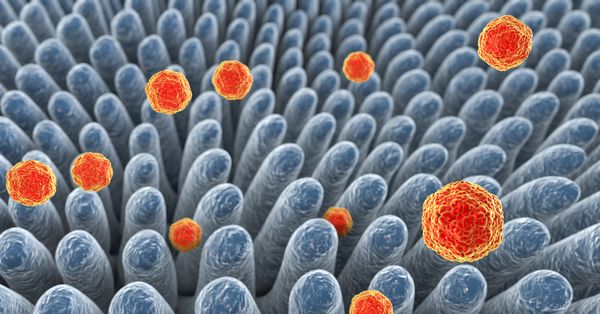 Hepatitis A virus in intestine 3D Illustration