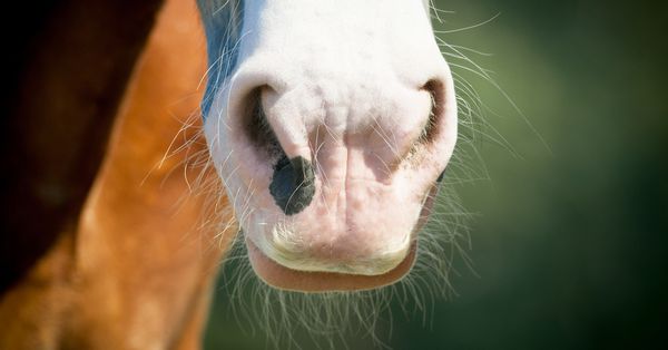Fuzzy horse muzzle