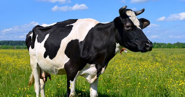 Is chocolate milk is made from "regular" milk rejected for containing too much cow's blood?