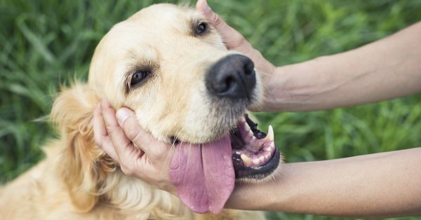 Dog with tongue hanging out