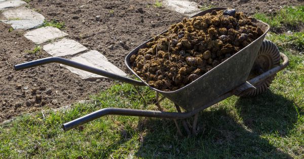 Wheelbarrow full of horse manure