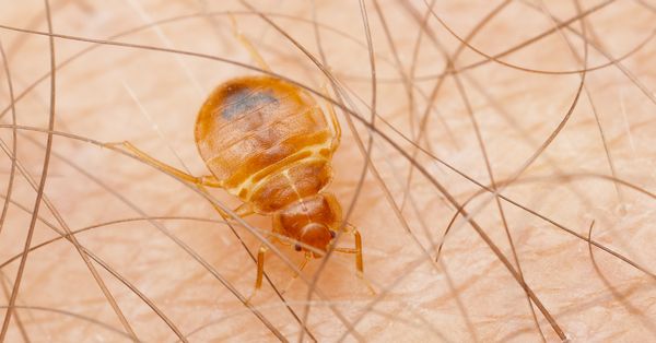 bed bug on human skin