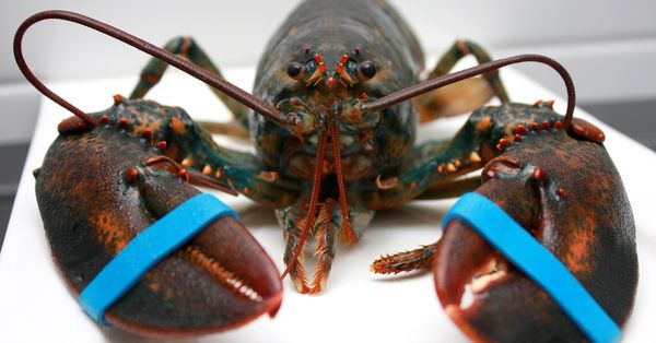 Live lobster