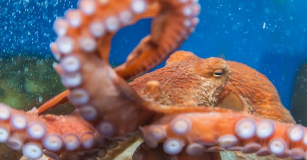 Octopus in tank